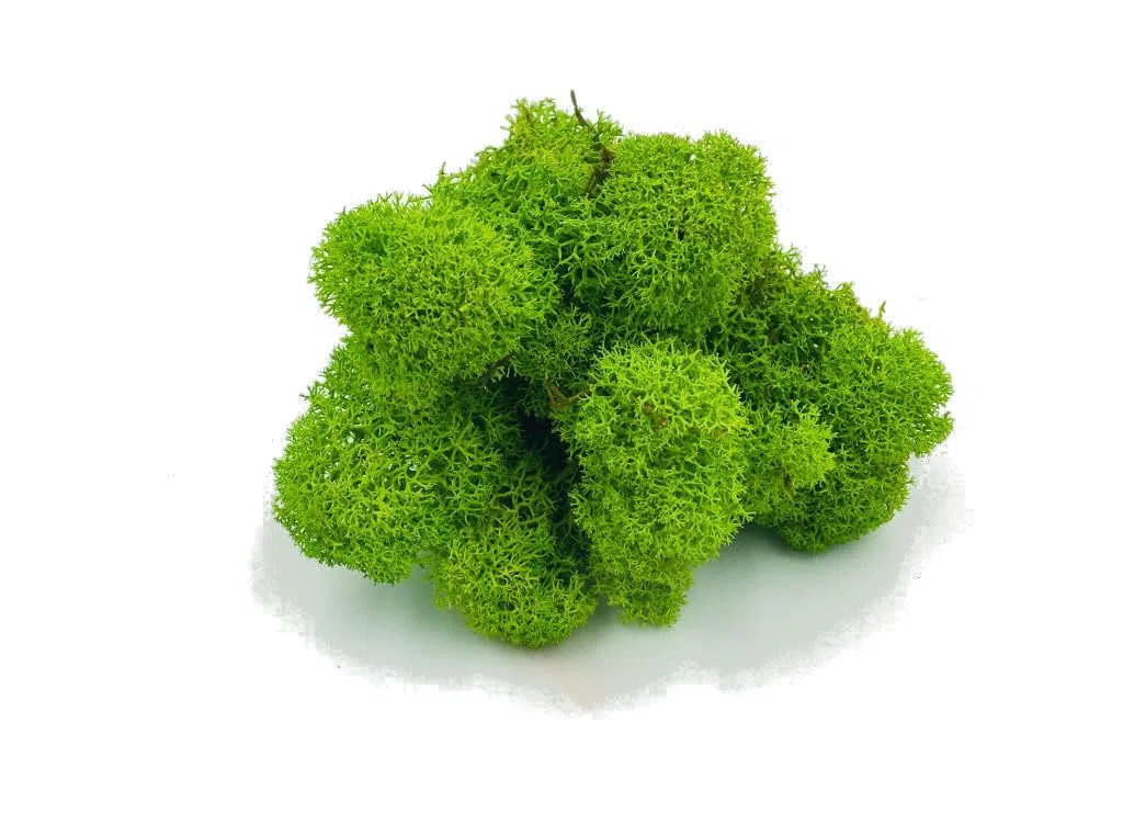 Konserviertes Rentiermoos (Flechte) – Stabilisiertes Moos für Wanddeko, DIY & Floristik – Naturgrün (Light Green, 500 g)